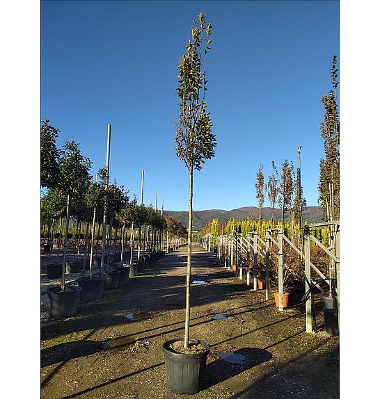 Carpinus betulus Pyramidalis C40 Lit. Na Steblu 200 cm; 12/14 cm