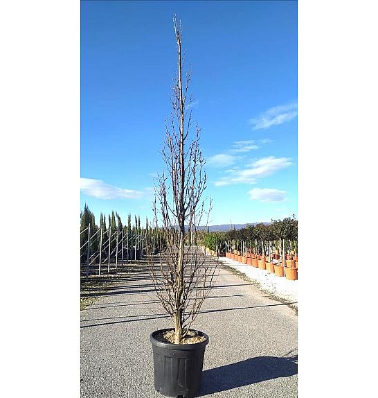 Carpinus betulus Pyramidalis C45 Lit. 250-300 cm