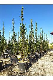 Carpinus betulus Pyramidalis C55 Lit. 250-300 cm
