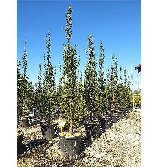 Carpinus betulus Pyramidalis C55 Lit. 250-300 cm