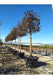 Carpinus Betulus  C285 Lit. Na Steblu 200 cm; 25/30 cm (ZEL)