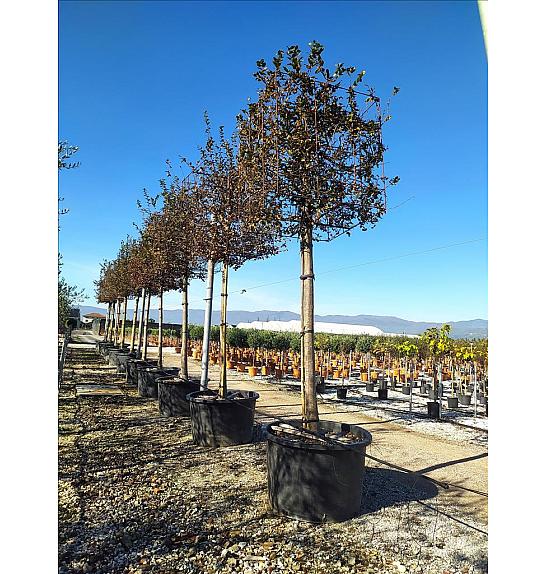 Carpinus Betulus C285 Lit. Na Steblu 200 cm; 25/30 cm