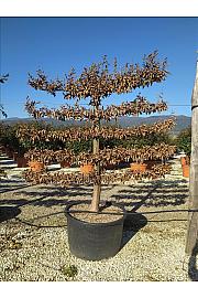 Carpinus Betulus C285 Lit. 150-175 cm; Špalir