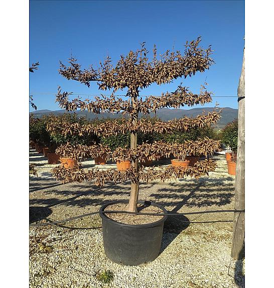 Carpinus Betulus C285 Lit. 150-175 cm; Špalir