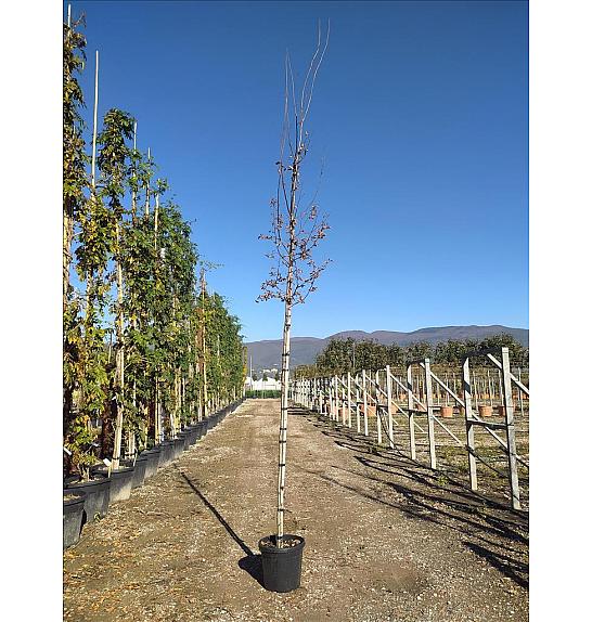 Carpinus betulus C45 Lit. Na Steblu 200 cm; 8/10 cm