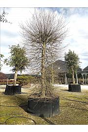 Carpinus Betulus C500 Lit. 350-400 cm; Krošnja 175/200 cm; Cilinder