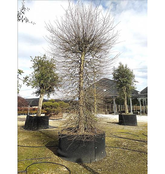 Carpinus Betulus C500 Lit. 350-400 cm; Krošnja 175/200 cm; Cilinder