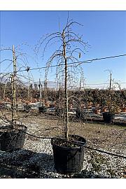 Carpinus Betulus Pendula C130 Lit. 200-250 cm (ZEL)