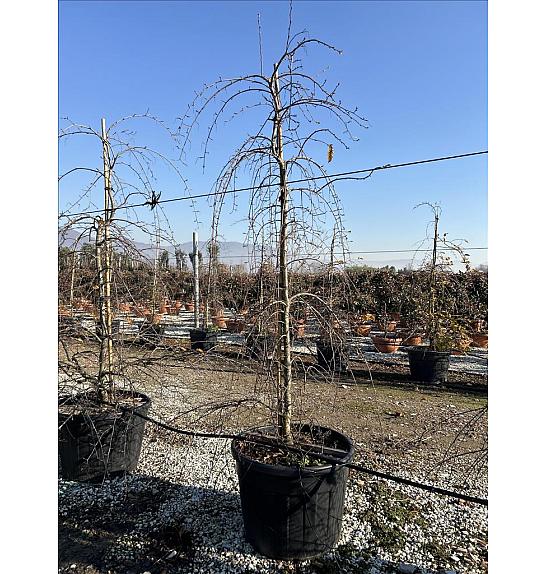 Carpinus betulus Pendula C130 Lit. 200-250 cm