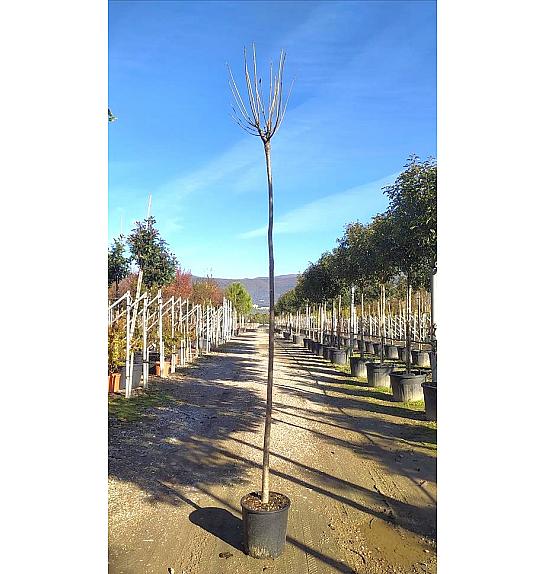 Catalpa Bign. Nana C25 Lit. Na Steblu 200 cm; 8/10 cm (ZEL)