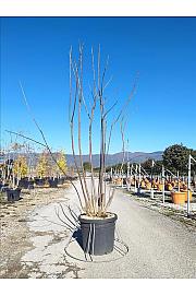 Catalpa Bignonioides C45 Lit. 200-250 cm; Večstebelni (ZEL)