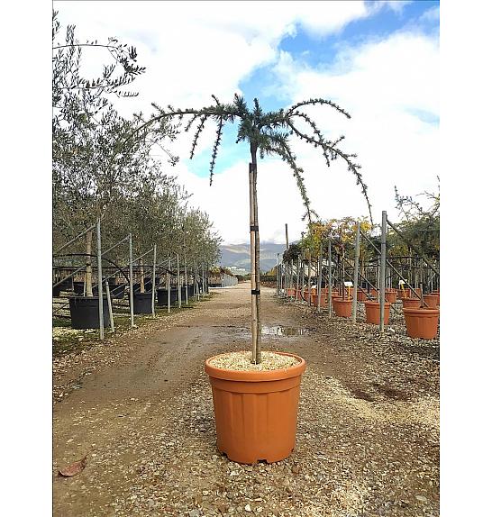 Cedrus atl. Glauca Pendula C30 Lit. Na Steblu 100 cm; 6/8 cm