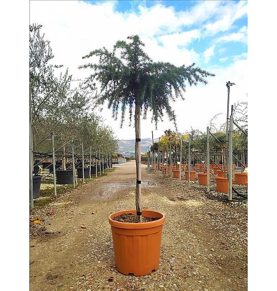 Cedrus deod. Feeling Bleu C25 Lit. Na Steblu 100 cm; 40/60 cm