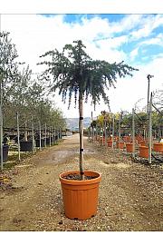 Cedrus Deod. Feeling Bleu C25 Lit. Na Steblu 100 cm; Krošnja 40/60 cm (ZEL)