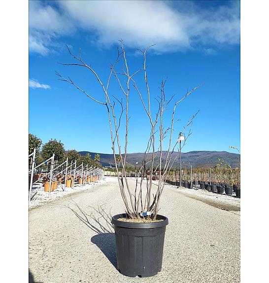Cercis siliquastrum C40 Lit. 150-175 cm