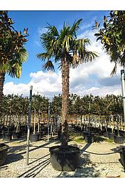 Chamaerops excelsa C285 Lit. 400-450 cm