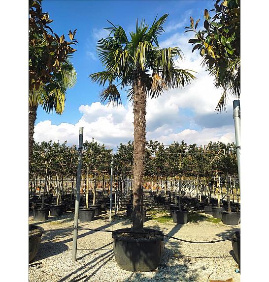 Chamaerops excelsa C285 Lit. 400-450 cm