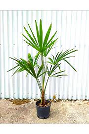 Chamaerops Excelsa (=Trachycarpus Fortunei) C3 Lit. 40-60 cm (ZEL)