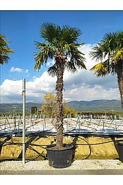 Chamaerops Excelsa (=Trachycarpus Fortunei) C350 Lit. 400-500 cm (ZEL)