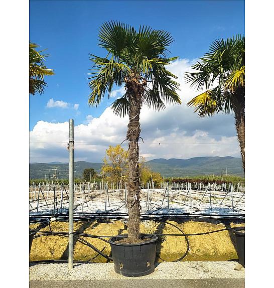 Chamaerops Excelsa (=Trachycarpus Fortunei) C350 Lit. 400-500 cm (ZEL)