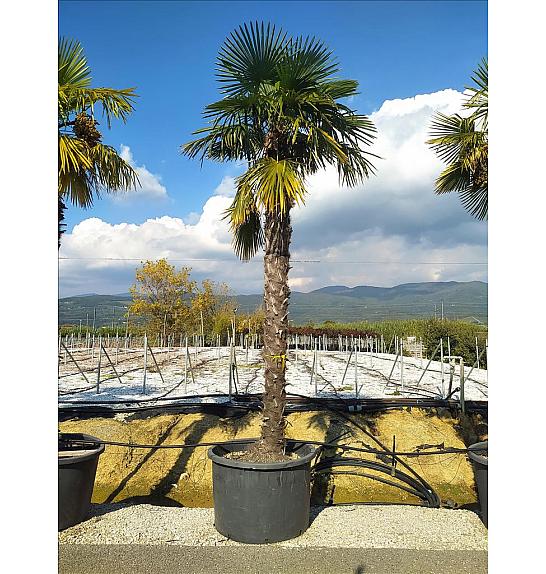 Chamaerops Excelsa (=Trachycarpus Fortunei) C375 Lit. 300-350 cm