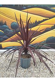 Cordyline Aus. Burgundy Spire C10 Lit. 40-60 cm (ZEL)