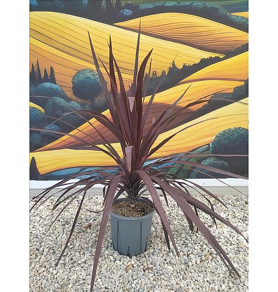 Cordyline Aus. Burgundy Spire C10 Lit. 40-60 cm (ZEL)