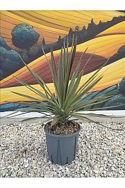 Cordyline Aus. Chocolate Mint C9 Lit. 40-60 cm (ZEL)