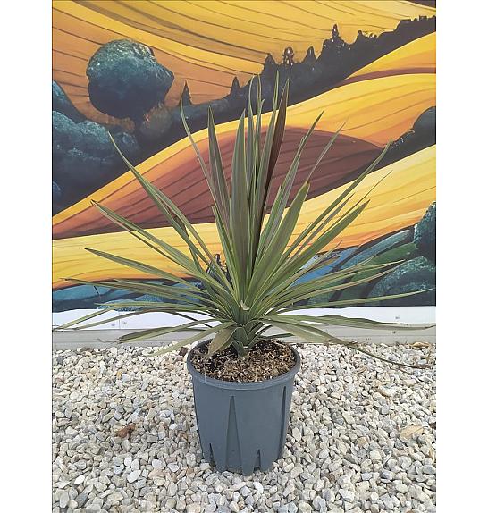 Cordyline Aus. Chocolate Mint C9 Lit. 40-60 cm (ZEL)