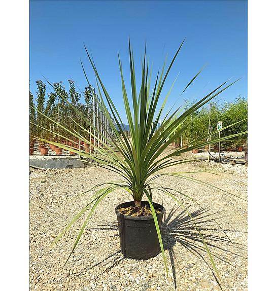 Cordyline australis C16 Lit. 100-125 cm