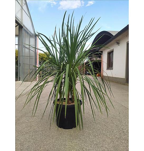 Cordyline australis C50 Lit. 125-150 cm; Večstebelni