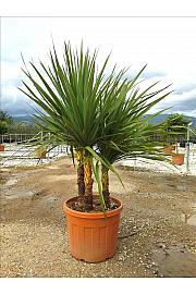 Cordyline australis C50 Lit. 150-175 cm; Večstebelni