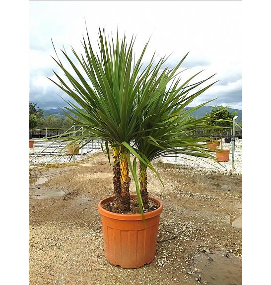 Cordyline australis C50 Lit. 150-175 cm; Večstebelni