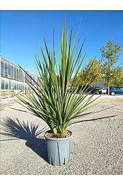 Cordyline Australis C7 Lit. ; Večstebelni