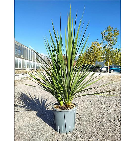 Cordyline Australis C7 Lit. ; Večstebelni