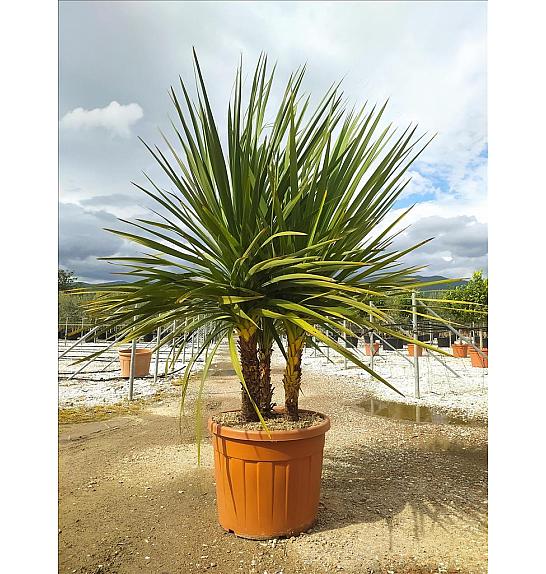 Cordyline australis C90 Lit. 175-200 cm; Večstebelni