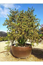 Corylus avel. Contorta C1650 Lit. 350-400 cm