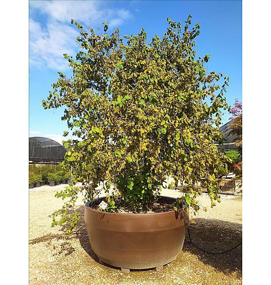 Corylus avel. Contorta C1650 Lit. 350-400 cm