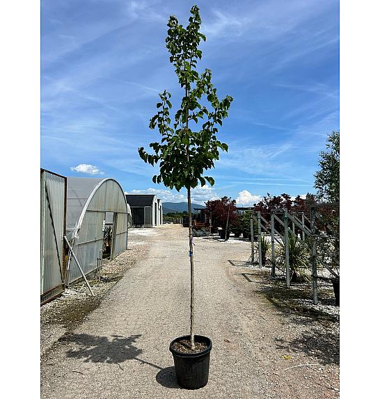Corylus colurna C35 Lit. Na Steblu 200 cm; 8/10 cm