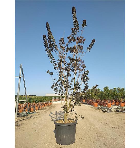 Cotinus cog. Royal Purple C90 Lit. 200-250 cm