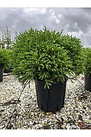 Cryptomeria Jap. Globosa Nana C12 Lit. 40-60 cm (ZEL)