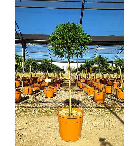 Cryptomeria jap. Globosa Nana C18 Lit. Na Steblu 100 cm; 40/60 cm