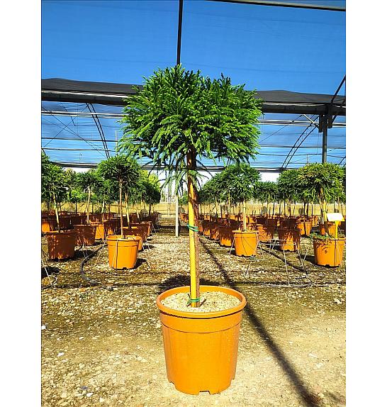 Cryptomeria Jap. Globosa Nana C18 Lit. Na Steblu 50 cm; Krošnja 40/60 cm (ZEL)