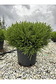 Cryptomeria Jap. Little Diamond C12 Lit. 30-40 cm (ZEL)