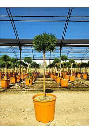 Cryptomeria jap. Little Diamond C15 Lit. Na Steblu 100 cm; 30/40 cm