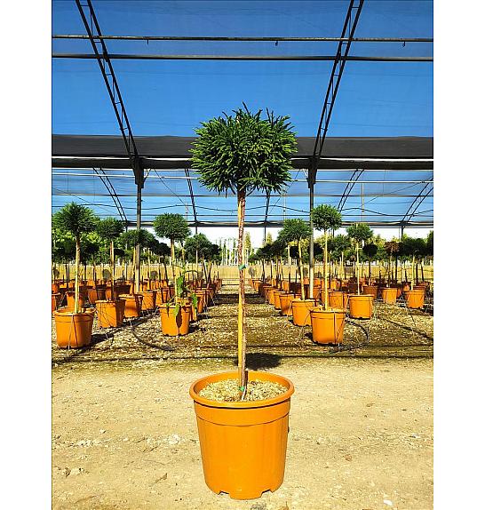 Cryptomeria Jap. Little Diamond C15 Lit. Na Steblu 100 cm; Krošnja 30/40 cm (ZEL)