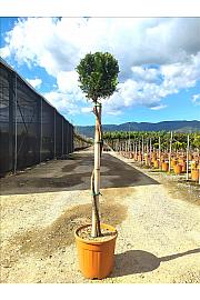 Cupressocyparis leylandii Castlew. Gold C18 Lit. Na Steblu 100 cm; Krošnja 40/60 cm
