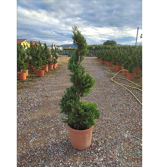 Cupressocyp. Ley. Castlew. Gold C27 Lit. 125-150 cm; Spirala (ZEL)