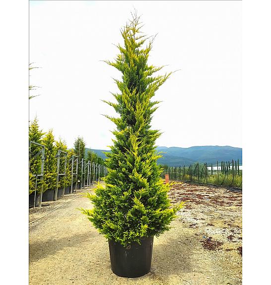 Cupressocyp. Ley. Gold Rider C130 Lit. 300-350 cm (ZEL)