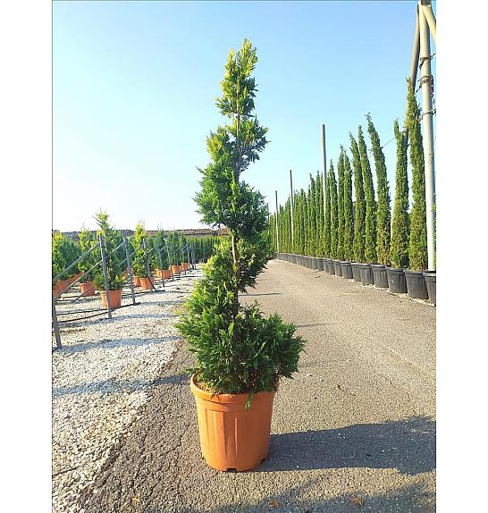 Cupressocyp. Ley. Gold Rider C25 Lit. 125-150 cm; Spirala (ZEL)